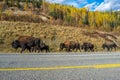 Bisons walking next to the road, Alaskan Highway, Yukon, Canada