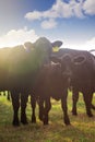 Heard of Cows in a Field Royalty Free Stock Photo