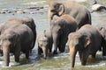 Heard of elephants bathing in river Royalty Free Stock Photo