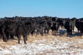 A heard of free range cattle on a ranch in southern Alberta