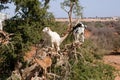 Heard of goats climbed on argan tree Royalty Free Stock Photo