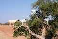 Heard of goats climbed on Argan tree Royalty Free Stock Photo