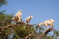 Heard of goats climbed on argan tree Royalty Free Stock Photo