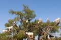 Heard of goats climbed on Argan tree. Royalty Free Stock Photo