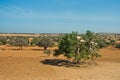 Heard of goats climbed on an argan tree on a way to Essaouira, Morocco Royalty Free Stock Photo