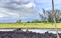 Goats golf course Kingsland Waikoloa, Hawaii Royalty Free Stock Photo