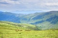 Heard of horses on the high mountain meadow, wild arpathian mountains with no human presence. Royalty Free Stock Photo