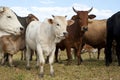 Heard of pasture fed cattle Royalty Free Stock Photo