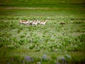 Heard of Pronghorn chasing a coyote at Yellowstone National Park Royalty Free Stock Photo