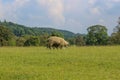 Sheep on an english farm Royalty Free Stock Photo