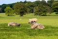 Sheep on an english farm Royalty Free Stock Photo