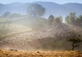 Heard of sheep in foggy morning in autumn mountains Royalty Free Stock Photo