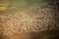 Heard of sheep in foggy morning in autumn mountains Royalty Free Stock Photo