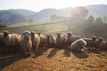 Heard of sheep in foggy morning in autumn mountains Royalty Free Stock Photo