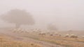 Heard of sheep in foggy morning in autumn mountains. Shot. Sheep on pasture in fog Royalty Free Stock Photo