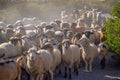 Heard of sheeps and llamas on a road in Putre, Chile South America