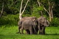 Heard of wild Indian Elephants Royalty Free Stock Photo