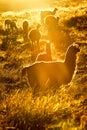 Heard Of Wild Lamas At Sunset Royalty Free Stock Photo