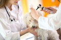 Hearing checkup of Maltese dog in vet infirmary