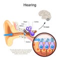 Hearing. Cross section of human`s ear with Cochlea