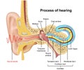 Hearing process, ear anatomy 3d illustration on white background