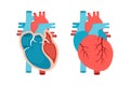 Heart anatomy with cross-section and non cut view. Anatomically correct heart. Cardiology concept.