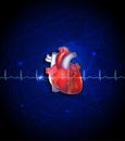 Heart anatomy on a deep blue background Royalty Free Stock Photo