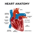 Heart Anatomy diagram. Human Heart Structure. Labelled heart half in doodle style. education. Hand drew vector illustration. Royalty Free Stock Photo