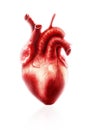 Heart anatomy