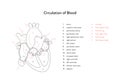 Heart anatomy infographic chart. Vector black and white illustration. Inner organ cross section with blood cerculation arrow Royalty Free Stock Photo