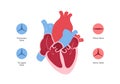 Heart anatomy infographic chart. Vector color flat illustration. Inner organ cross section with blood cerculation and valve Royalty Free Stock Photo