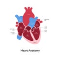 Heart anatomy infographic chart. Vector color flat modern illustration. Inner organ cross section with text caption anatomical