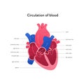 Heart anatomy infographic chart. Vector gradient color illustration. Inner organ cross section with blood cerculation arrow Royalty Free Stock Photo