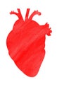 Heart Anatomy Watercolor