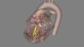 Heart, anterior fascicle