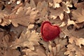 heart on the background of fallen dry oak leaves, I love autumn concept Royalty Free Stock Photo