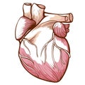 Heart with blood vessels, arteries, veins anatomical sketch. Human innards, organ. Circulatory system.
