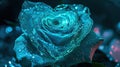 heart blue rose with enchanting realms Royalty Free Stock Photo