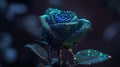heart blue rose with enchanting realms Royalty Free Stock Photo