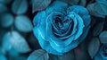 heart blue rose with enchanting realms