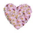 The heart of bouquet of pink daisies isolated on a white Royalty Free Stock Photo