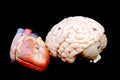 heart and brain Royalty Free Stock Photo