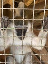 Heart broken Caged monkey behind bars in a zoo in Egypt Royalty Free Stock Photo