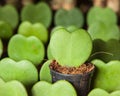 Heart cactus close up