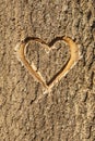 Heart carved in the bark of a tree. Royalty Free Stock Photo