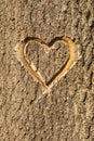 Heart carved in the bark of a tree.