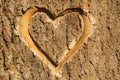 Heart carved in the bark.