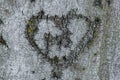Heart carved into the bark of a tree, Germany Royalty Free Stock Photo