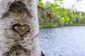 Heart carved on the bark of a tree Royalty Free Stock Photo