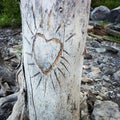 Heart carved in the bark of a tree